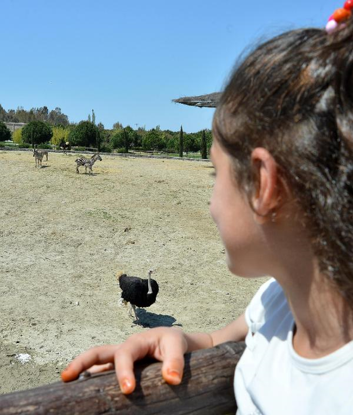 İzmir\'e Bir Yavru Zebra Daha