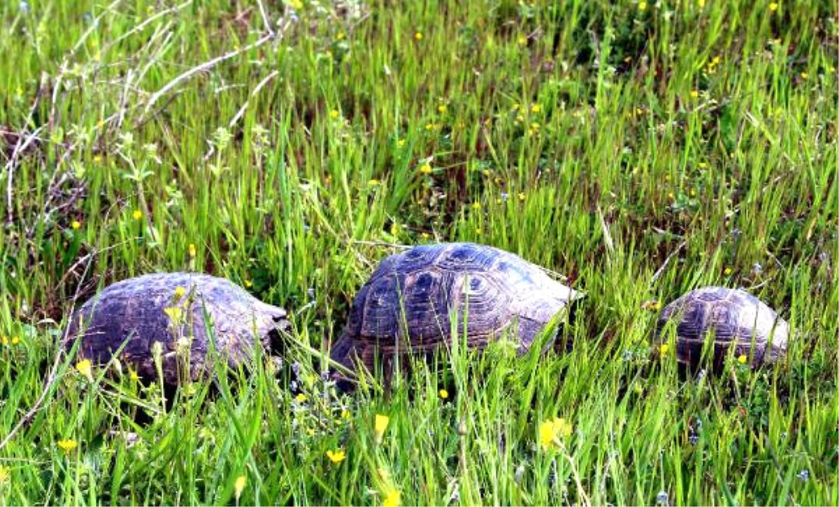 Kaplumbağaların Ailece Yolculuğu İlgi Çekti