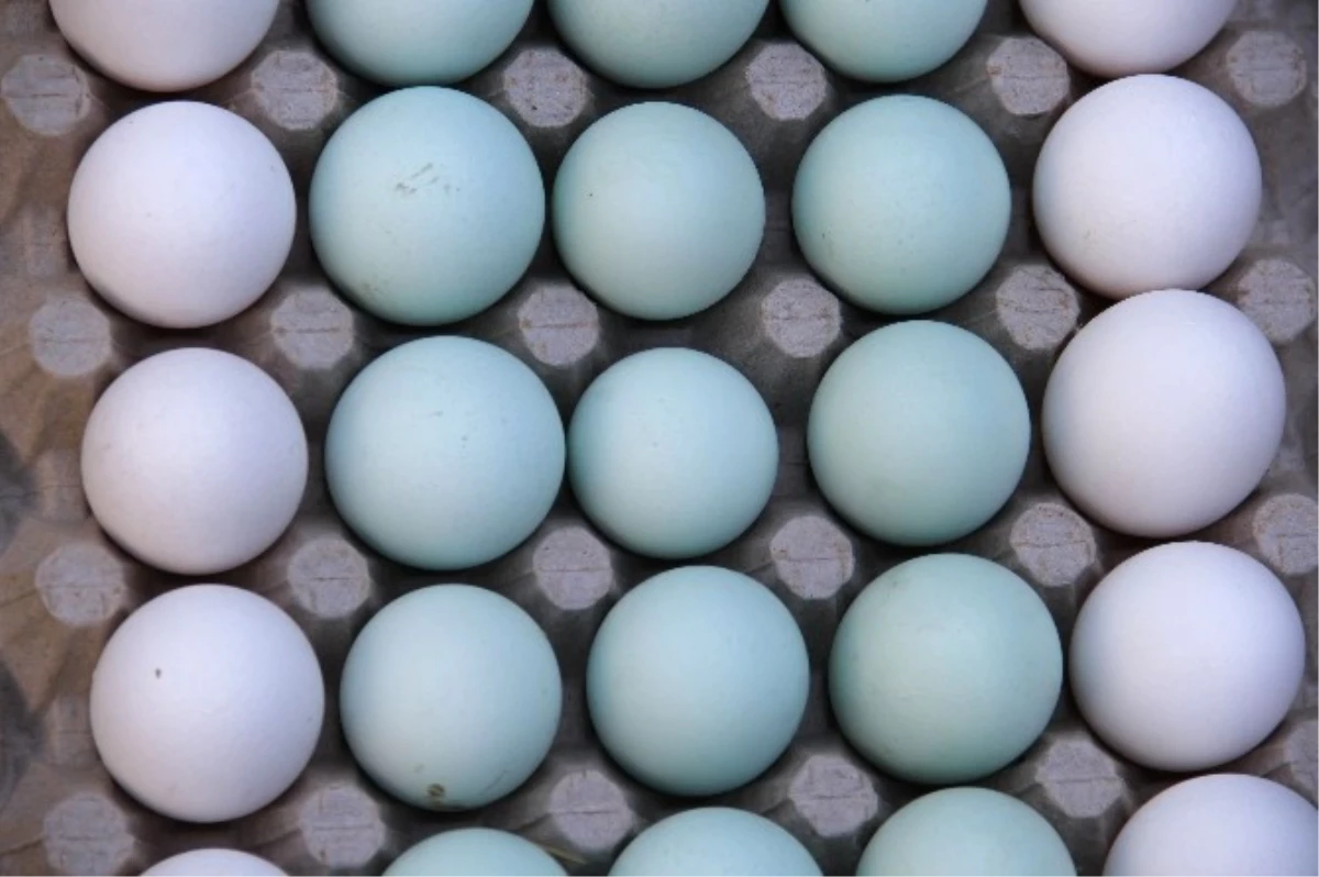 Mavi Yumurta Yumurtlayan Tavukların Değerine Paha Biçilemiyor!