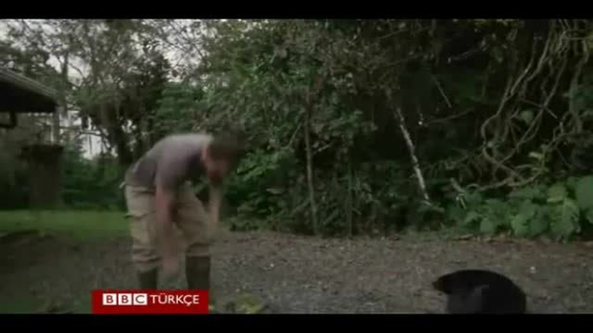 Cam Kurbağaların Yeni Bir Türü Bulundu