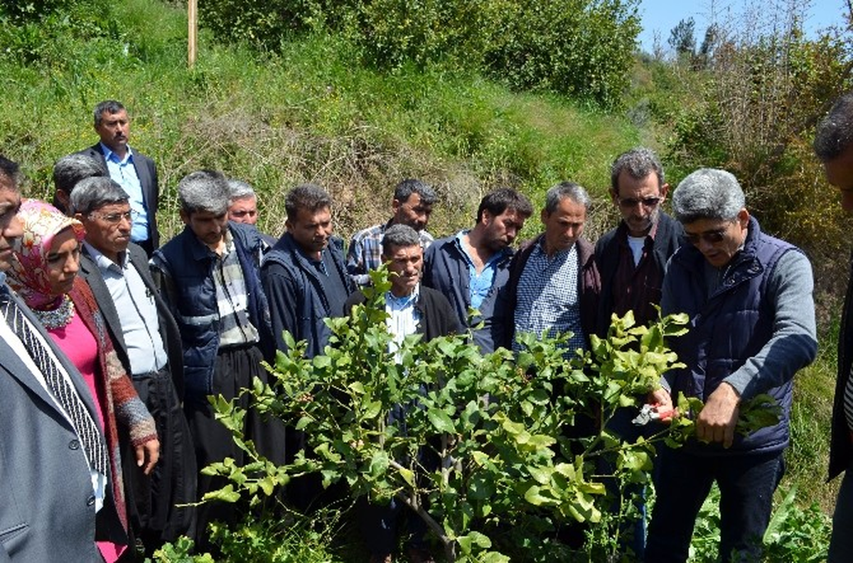 Erdemlili Çiftçiye Narenciye Bahçesinde Eğitim