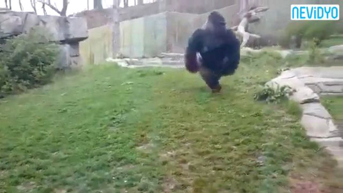 Hayvanat Bahçesinde Korkunç Saldırı!