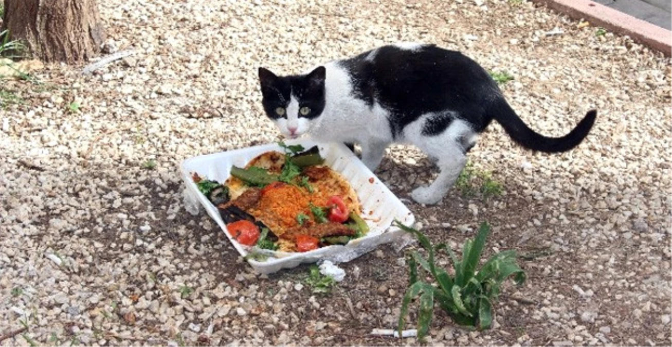 İki Porsiyon Acılı Kebap Yiyen Kedi Ağızları Açık Bıraktı