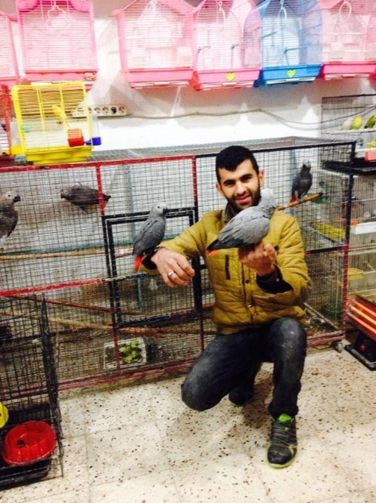 Kaybolan Papağanı Bulana 500 Lira Ödül Verecek