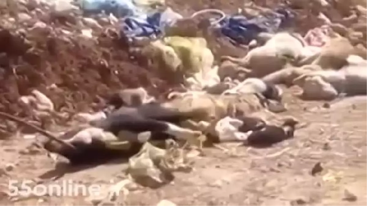 Köpeklere Asit Enjekte Edip İşkenceyle Öldürdüler