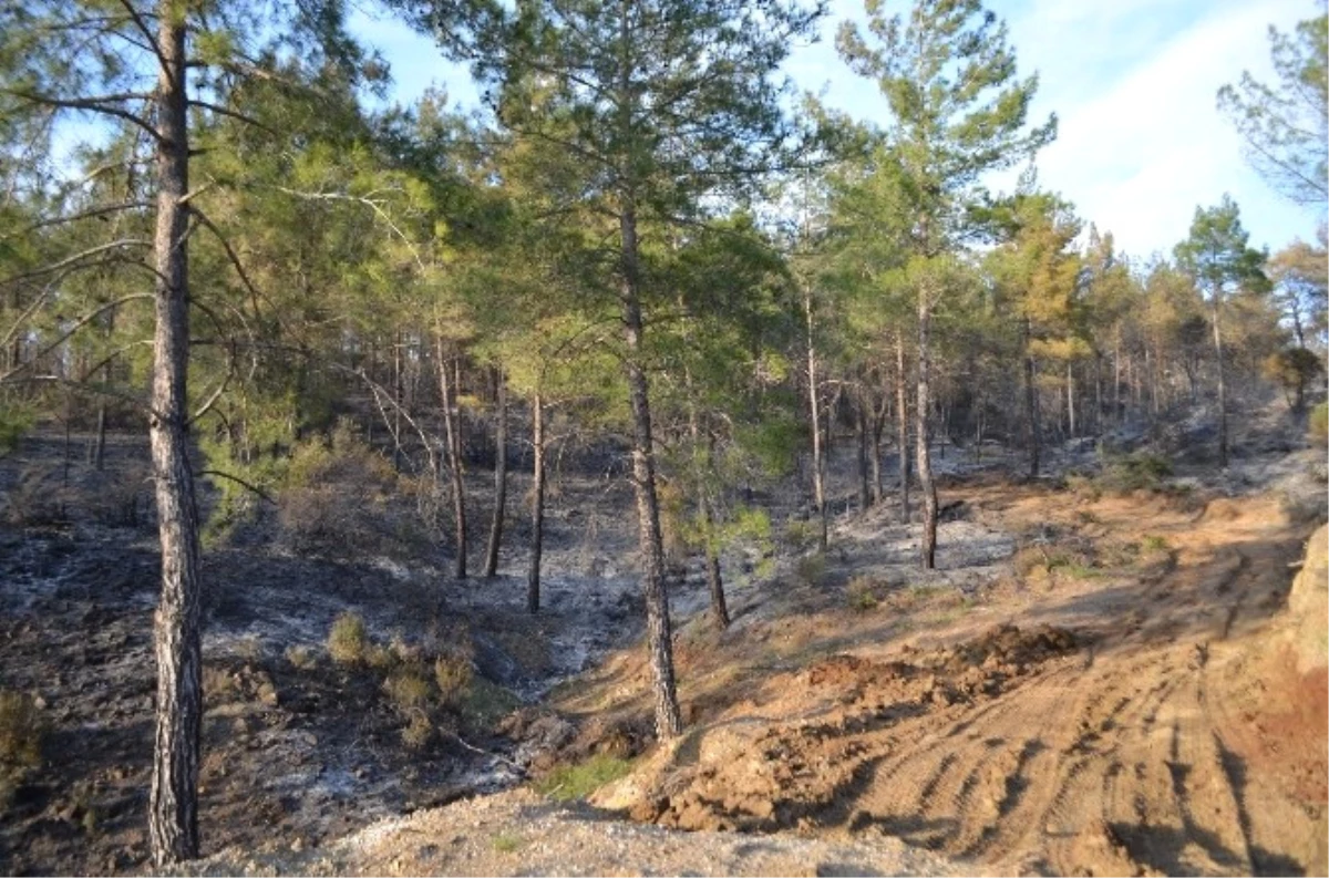 Köyceğiz\'de Mevsimin İlk Orman Yangını