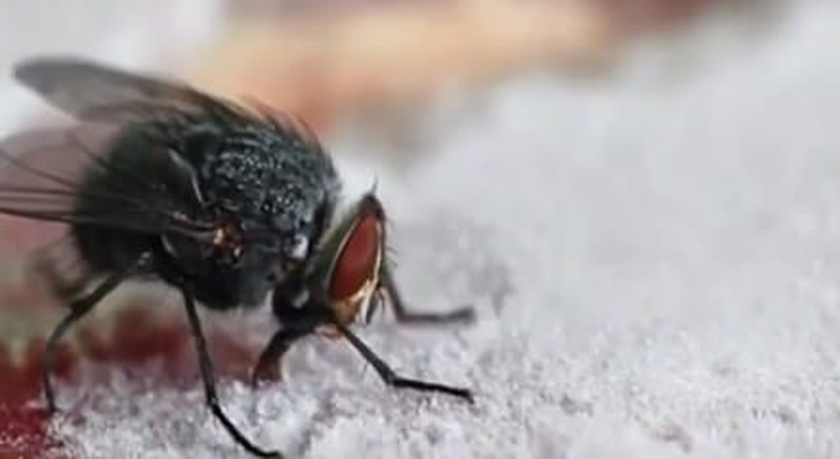 Sineğin Dili Buzlu Bifteğe Yapışırsa