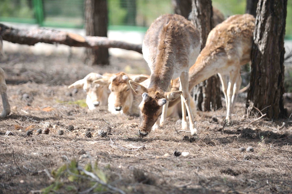Türkiye\'nin İlk Safari Parkı Açılıyor