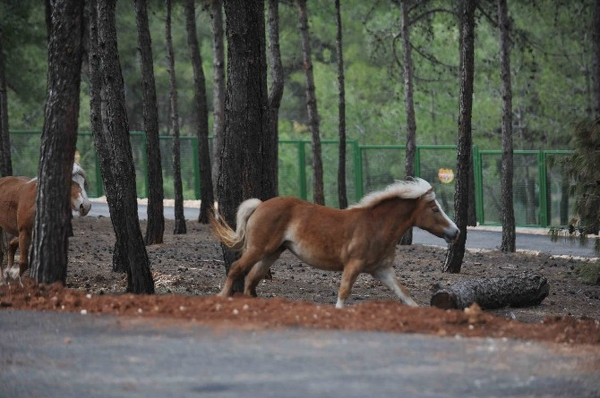 Türkiye'nin İlk Safari Parkı Açılıyor