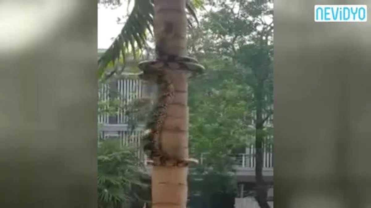 Ağaca Böyle Tırmandı