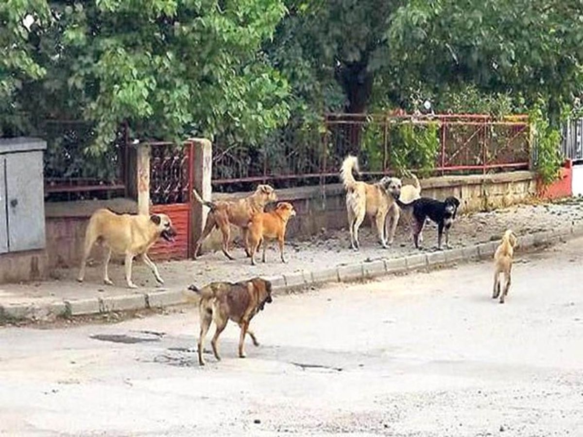 Fatsa\'da Sokak Hayvanları Projesi Hayata Geçiyor