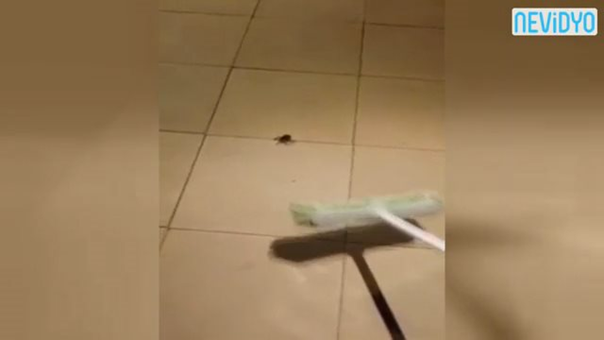 Örümceğe Vurunca Yavruları Döküldü!