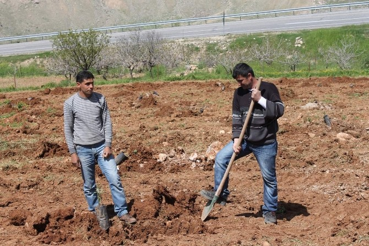 Siirtli Çiftçiler Bu Yıl Fıstık Rekoltesinden Umutlu