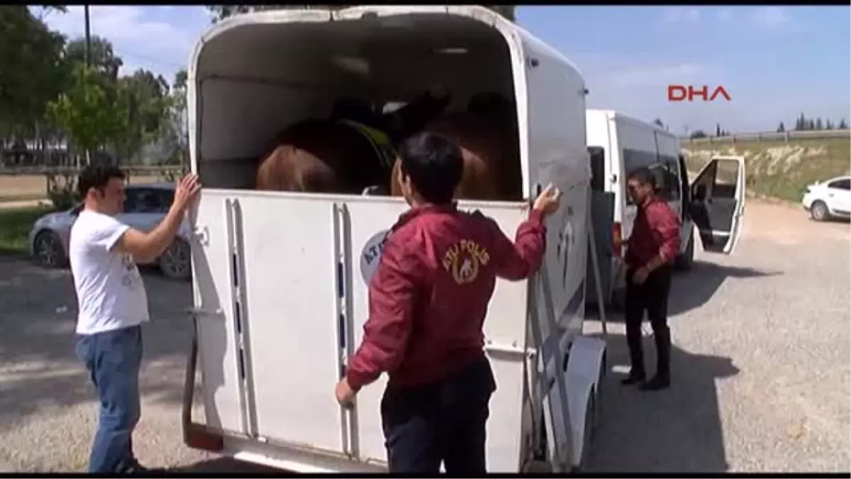 Antalya Polis Atlarına Yüksek Sese Karşı Davullu Eğitim