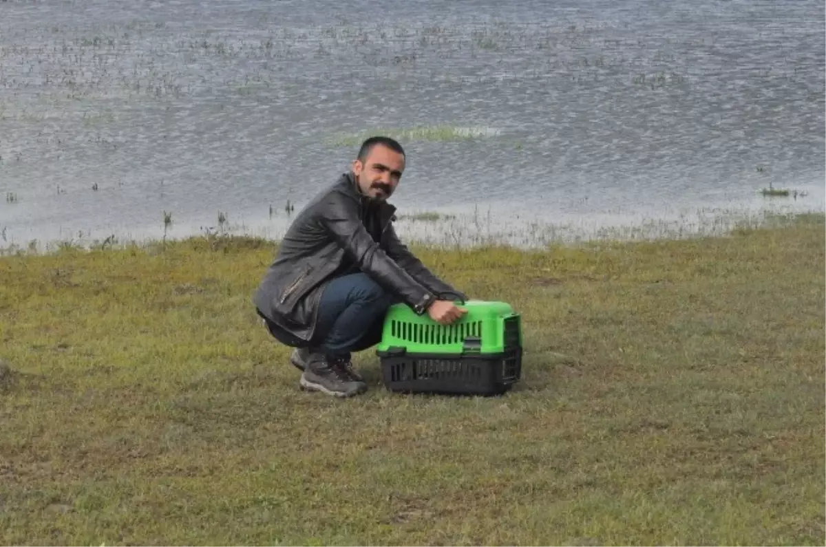 Bitkin Halde Bulunan Balıkçıl Kuşu Tekrar Doğaya Bırakıldı