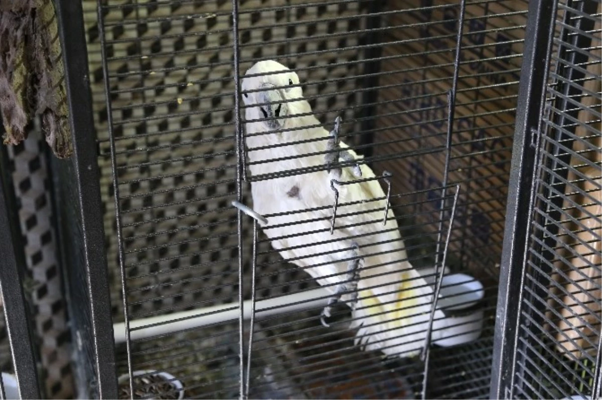 Papağan Kaçakçıları Yakayı Ele Verdi