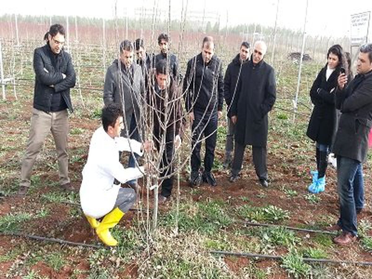 Ziraat Mühendislerine Uygulamalı Budama Eğitimi