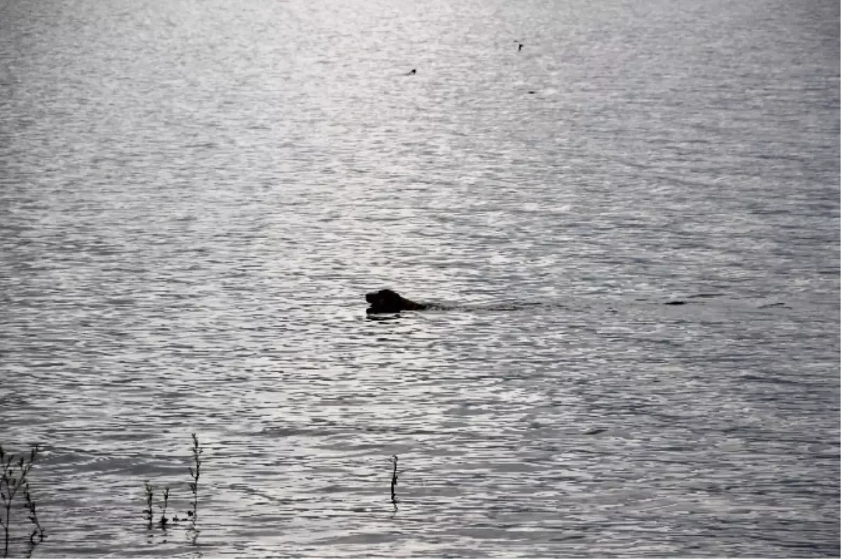 Bu Köpek Her Gün 5 Kilometre Yüzüyor