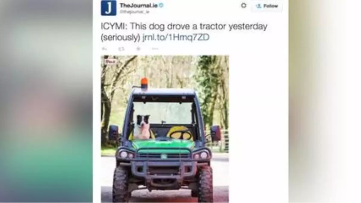 Fur Real? Dog Crashes Tractor On Scottish Highway