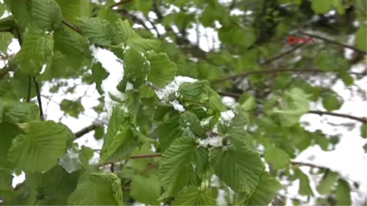 Giresun?da Kar Yağışı Fındık Üreticisini Tedirgin Etti