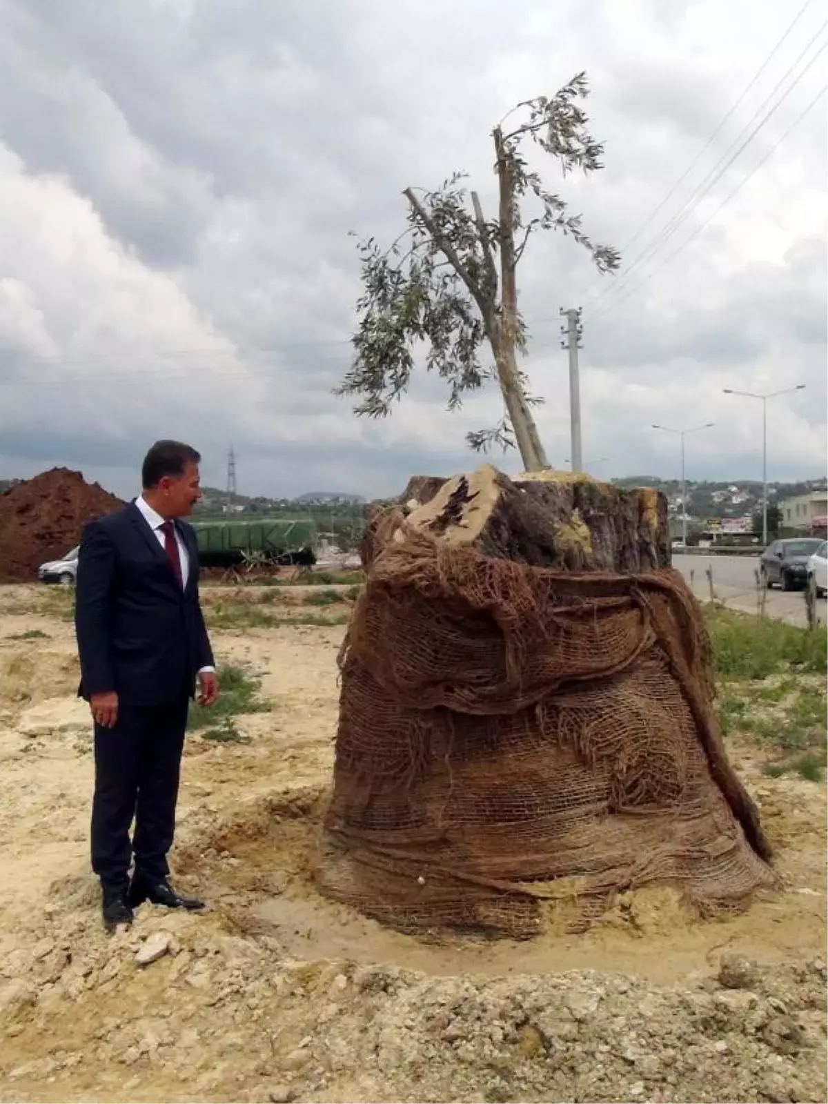 Mersin\'de Aşılanan 800 Yıllık Zeytin Ağacı Filiz Verdi