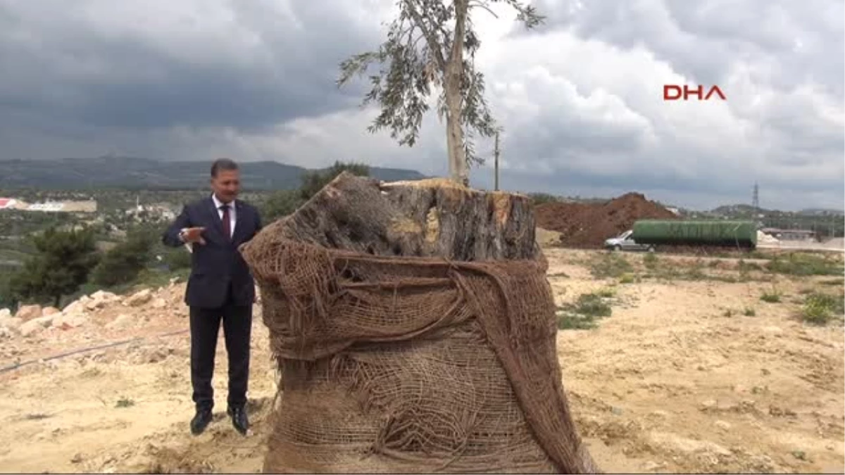 Mersin\'de Aşılanan 800 Yıllık Zeytin Ağacı Filiz Verdi