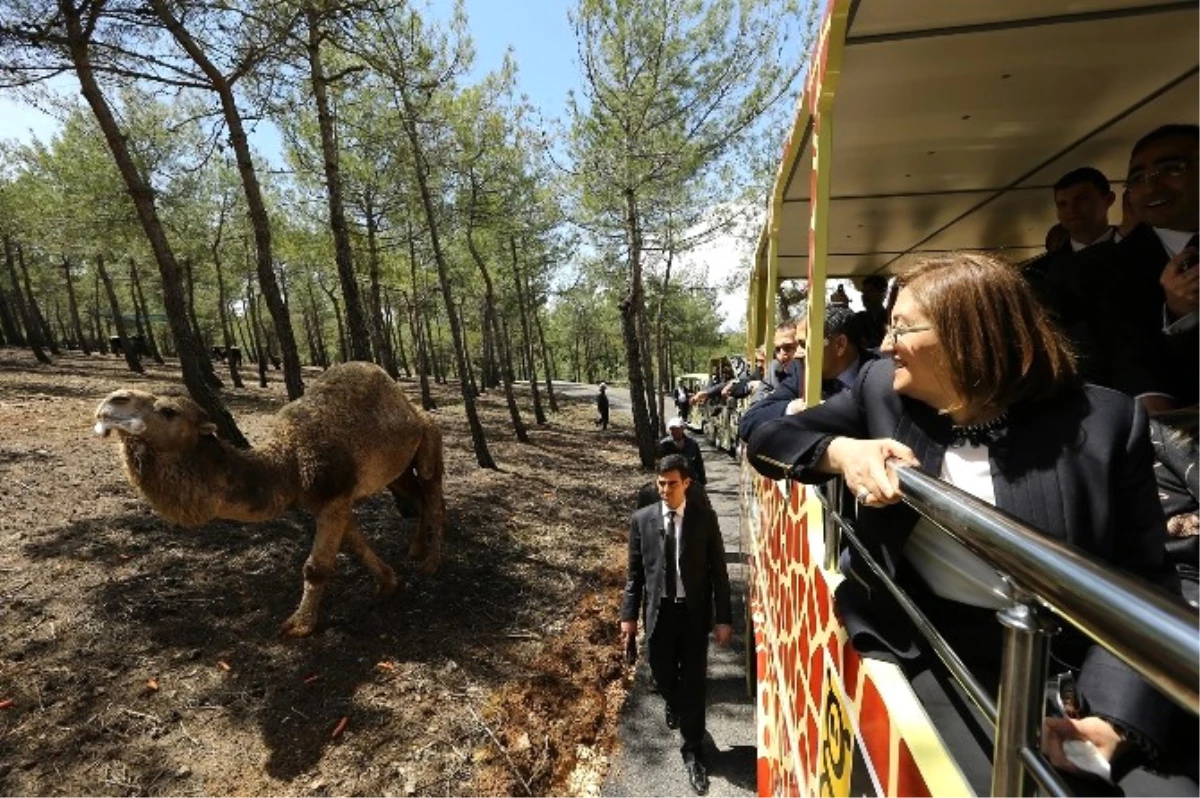 Türkiye\'nin İlk Safari Parkı, Gaziantep Hayvanat Bahçesinde Açıldı