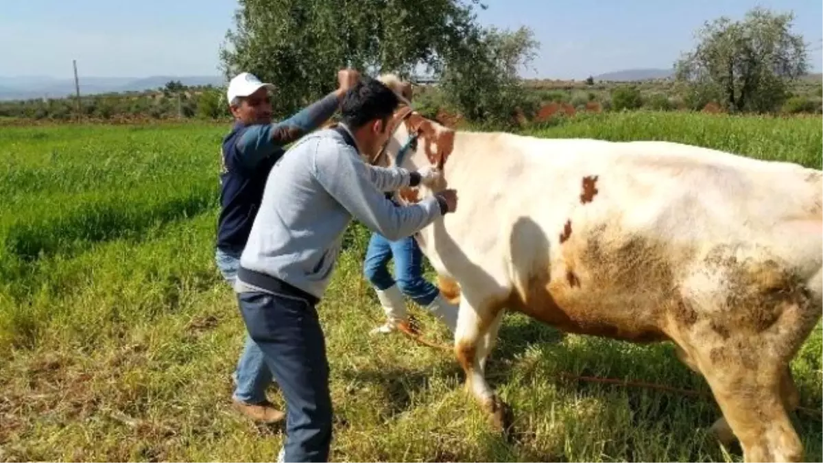 Kilis\'te, Büyükbaş Hayvanlara Çiçek Aşısı Yapılıyor