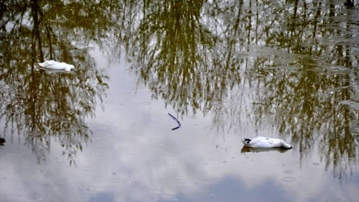 Kültürparkın Ördekleri Köpeklere Yem Oldu