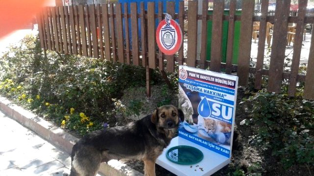 Sokak Hayvanları İçin Suluk