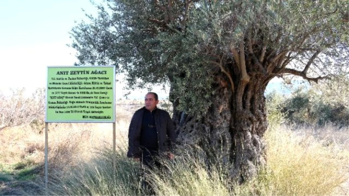 1300 Yıllık Zeytin Ağacı Kaderine Terk Edildi