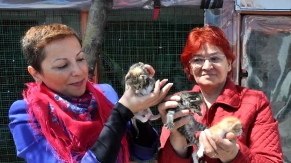 Bakımsız ve Hasta Kediler Tedavi Edilip Sahiplendiriliyor