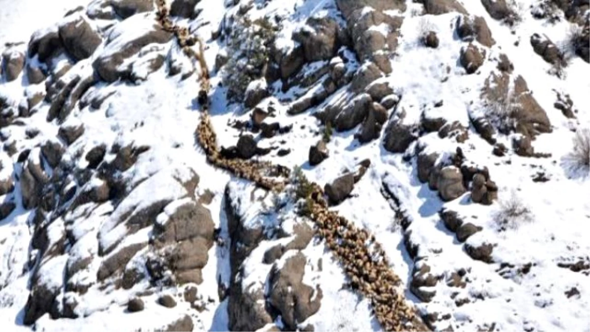 Bezirgan Yaylası\'nda Kardan, Koyunlarıyla Mahsur Kalan 9 Çobana Helikopterle Ulaşıldı