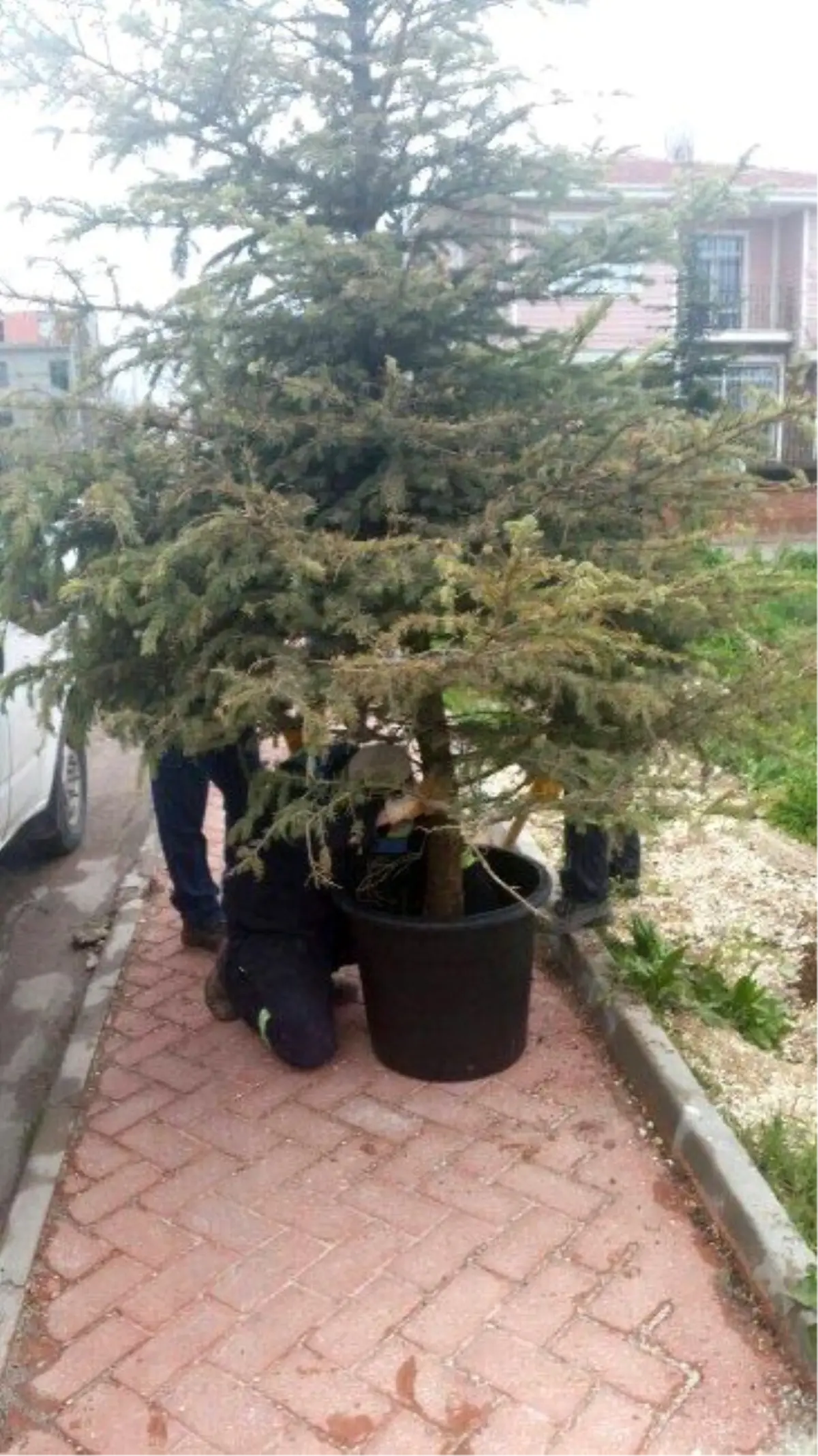 Sökülen Ağaç Yeniden Hayata Döndürüldü