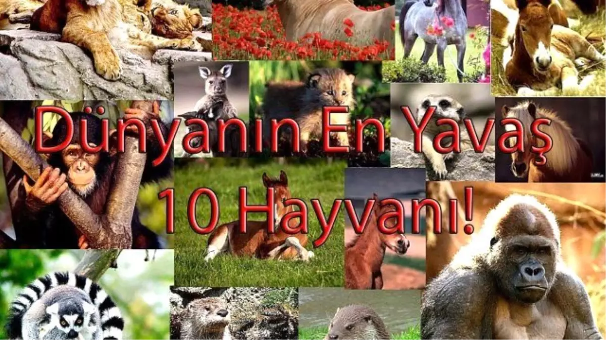 Dünyanın En Yavaş 10 Hayvanı