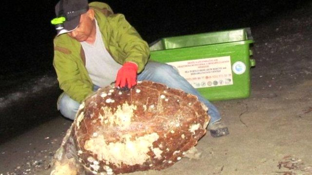 Kuşadası\'nda Bir Ölü Caretta Caretta Bulundu