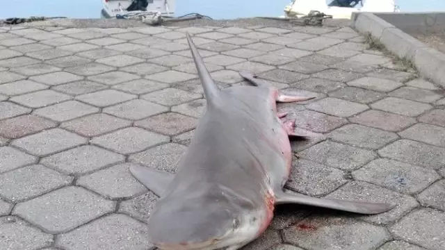 Yavru Kopek Baligi Ilgi Odagi Oldu Son Dakika