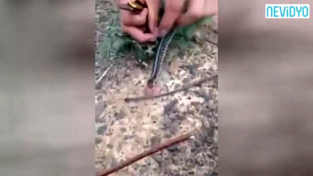 Yılan, Kendini Kurtaranlara Böyle Teşekkür Etti