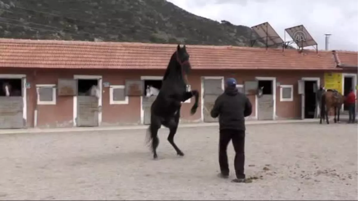 Arap Atı Davulun Sesini Duyunca Halay Çekmeye Başladı