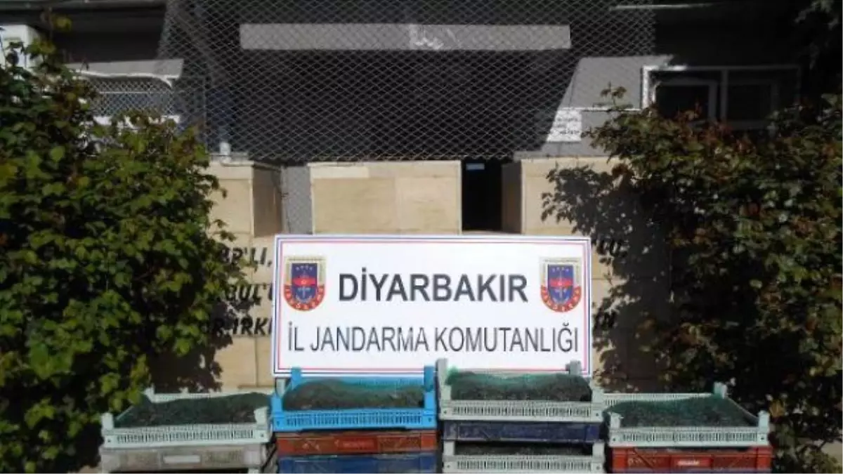 Diyarbakır\'da İzinsiz 191 Kilo Kurbağa Avlayan 5 Kişiye 38\'er Bin TL Ceza Kesildi