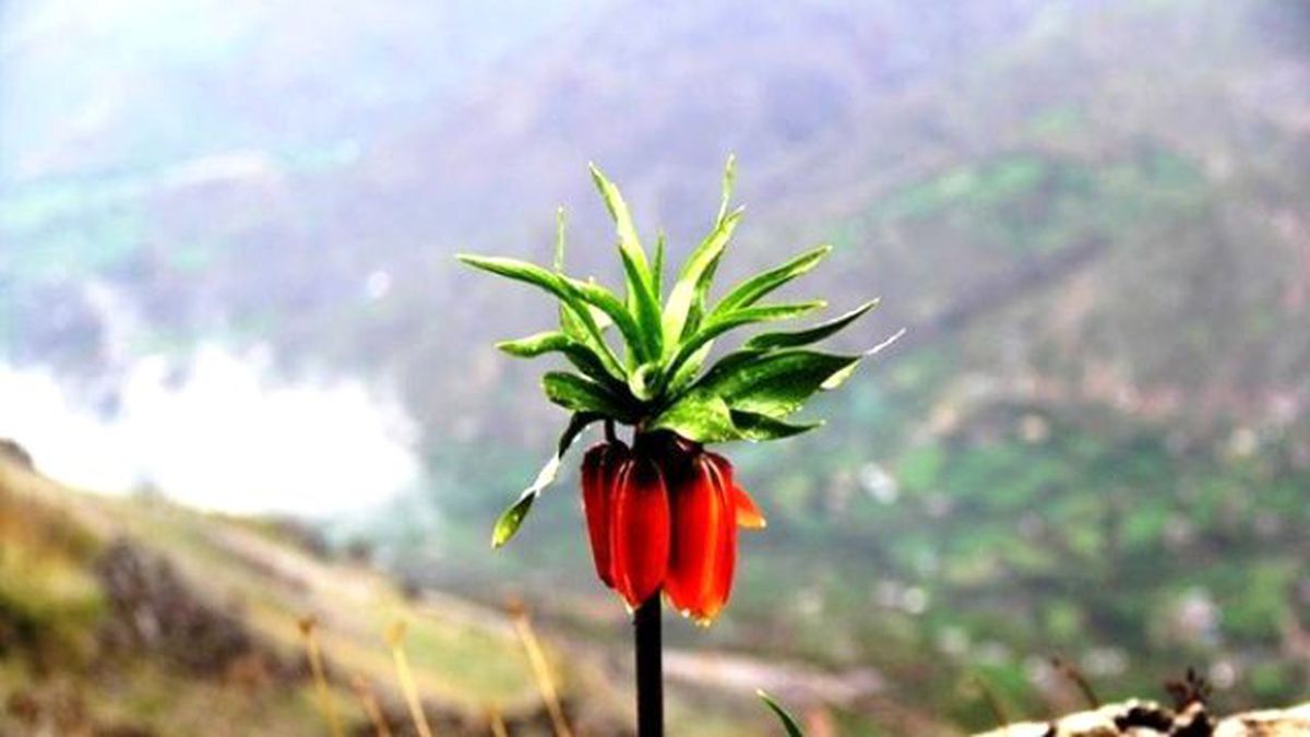 Fotoğraf Sanatçısı Civan Değer\'den Ters Lale Fotoğraf Sergisi