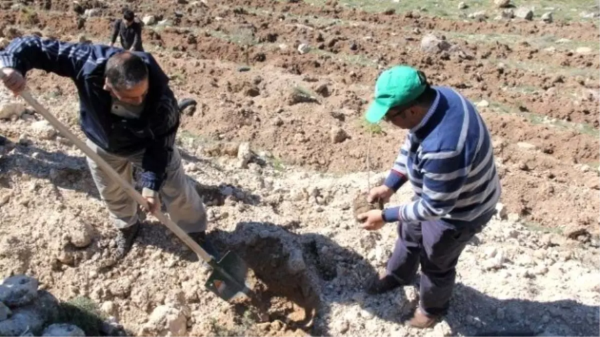 Kocasinan Kaymakamlığı Personeli Çanakkale Şehitler Ormanı\'na Fidan Dikti