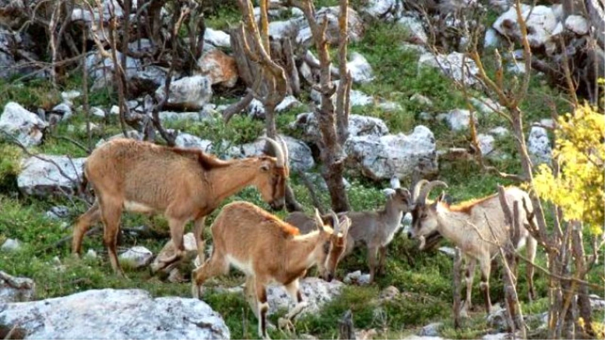 Yaban Hayatı Bakanlık İhalesiyle Yok Edilecek