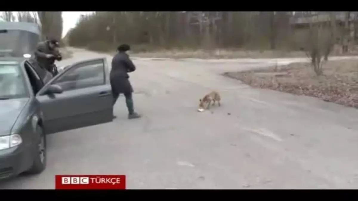 Aç Tilki Verilen Malzemelerden Sandviç Yaptı