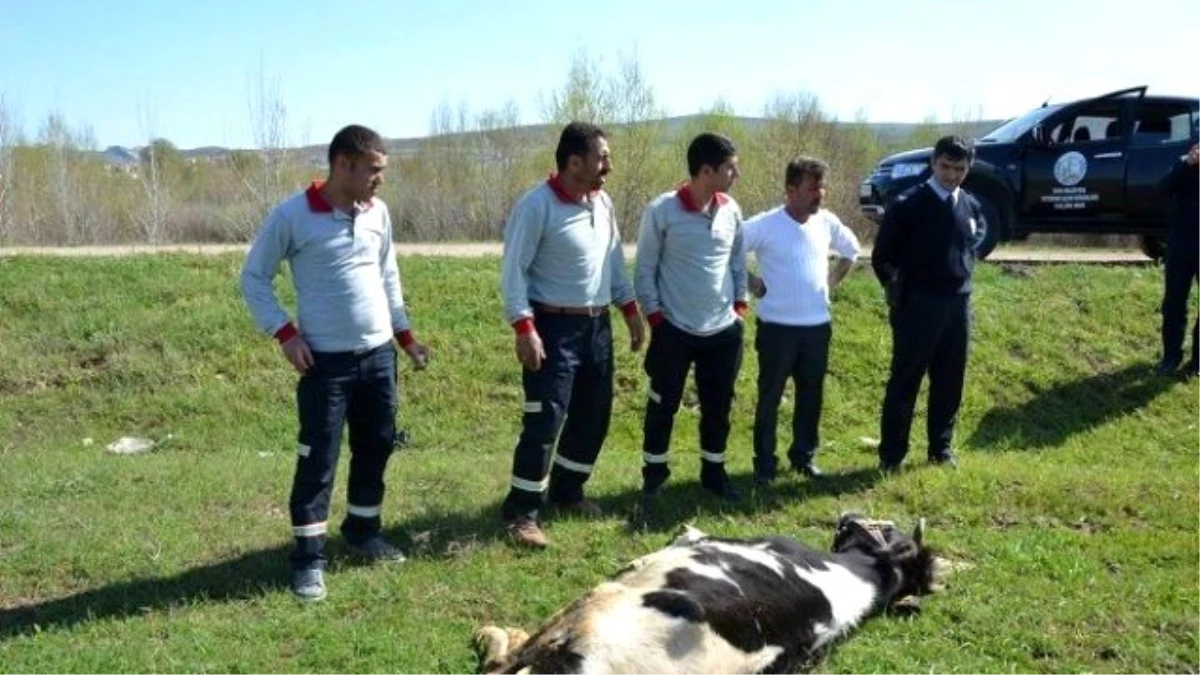 Ahırdan Kaçtı, Polis Yakalayıp Kesti