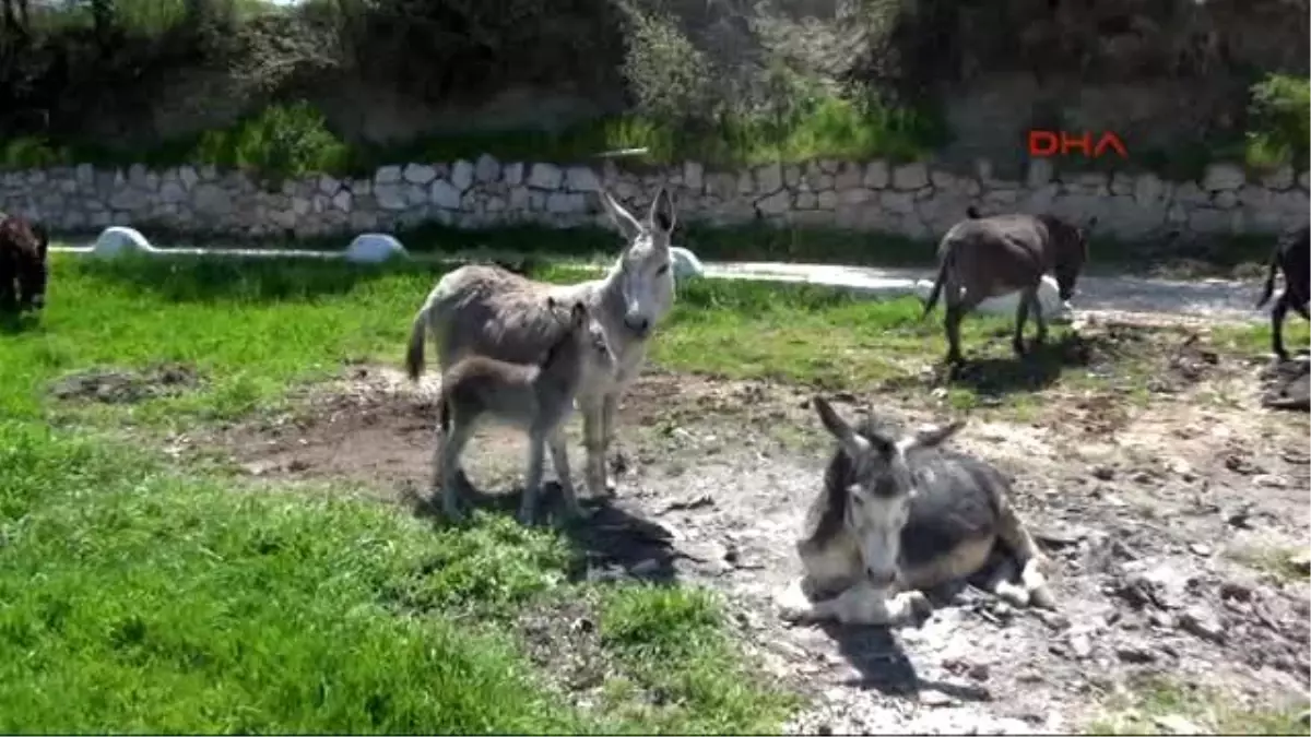 Hasta Annesi İçin Eşek Sütü Bulamayınca Çiftlik Kurdu