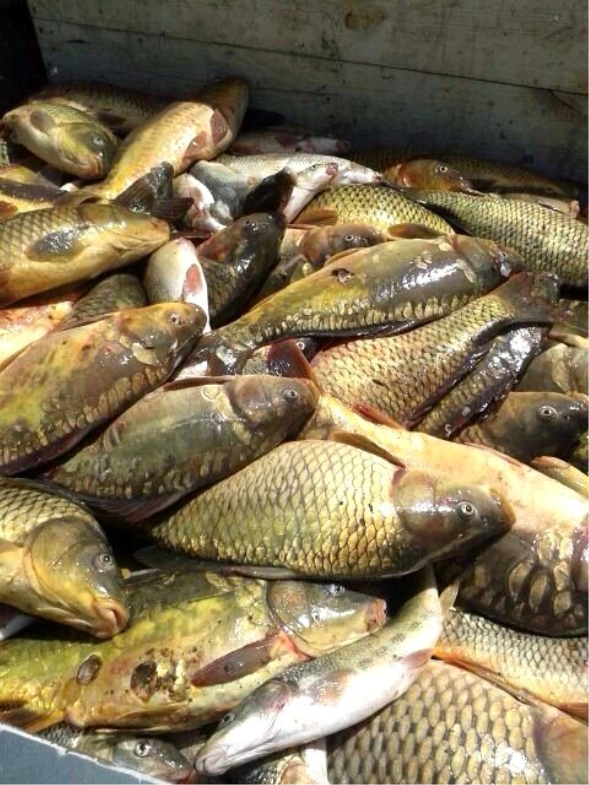 Elazığ\'da Kaçak Avlanan 500 Kilo Balık Ele Geçirildi