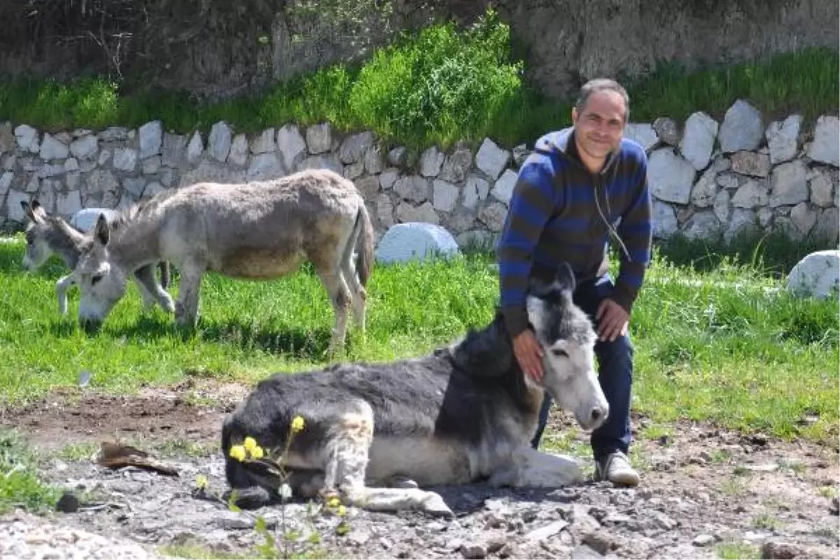 Hasta Annesi İçin Eşek Sütü Bulamayınca Çiftlik Kurdu