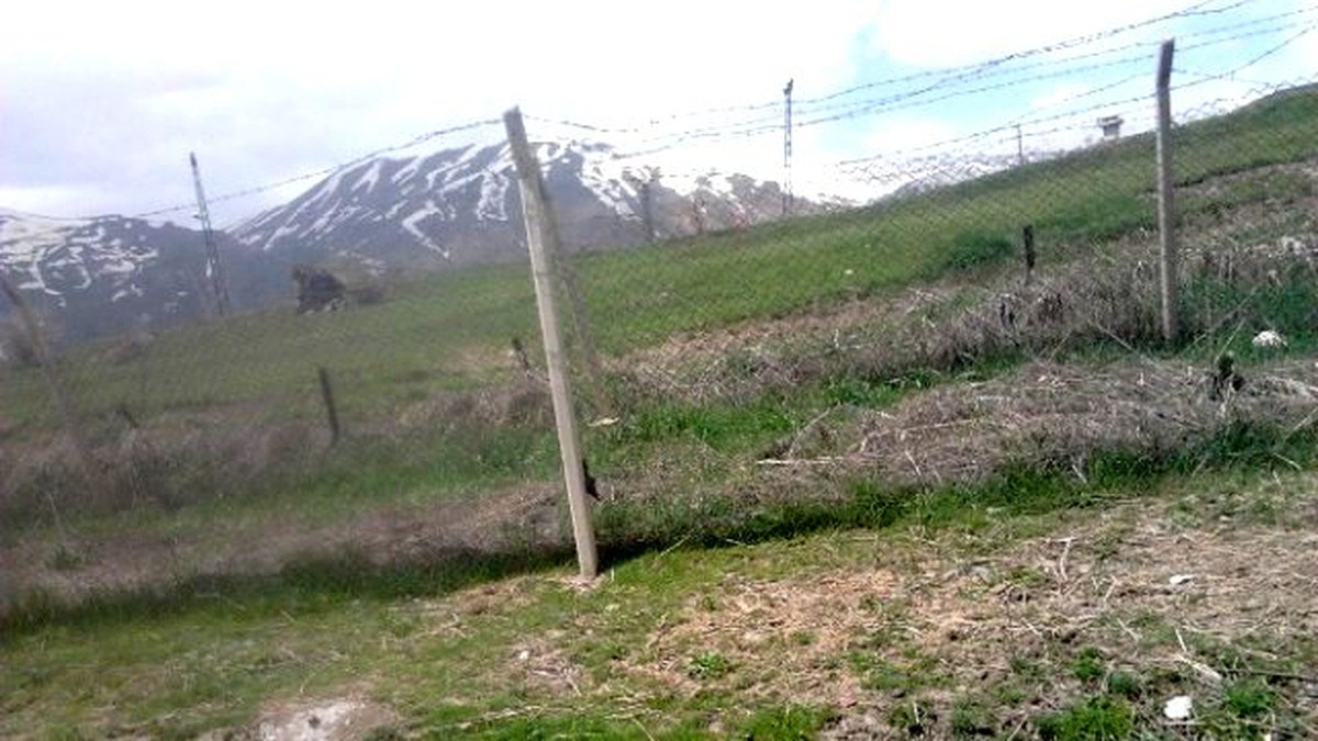 Kesici Tellere Takılan İnek Yaralandı