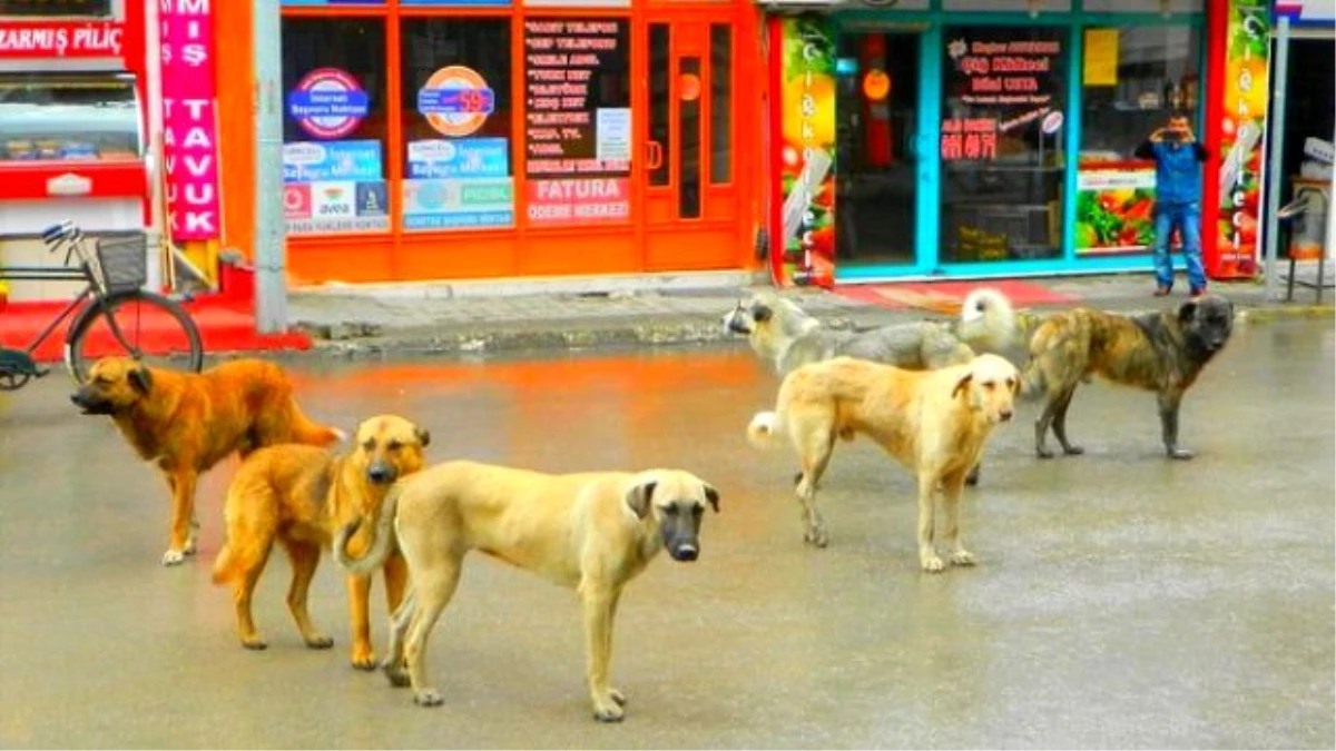 Osmancık\'ta Sokak Köpekleri Korkutuyor